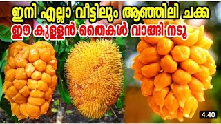 ആഞ്ഞിലിയുടെ തൈ നടൂ/Anjili Chakka/Anjili Pazham/Wild Jackfruit/Artocarpus hirsutus/Junglefruit