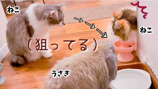 姉のご飯を弟猫とウサギが狙う姿がコチラです…4猫とうさぎ暮らし🏠