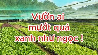 Chia sẻ các loại giống rau màu đạt hiệu quả tại thị trường Bình Dương