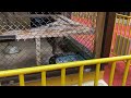 【oouchiyama zoo 大内山動物園】サービス精神 ニホンザル