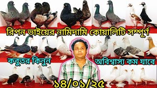 রিপন ভাইয়ের নামিদামি কোয়ালিটি সম্পূর্ণ কবুতর কিনুন | ন্যায্য দামে কবুতর কিনুন | কবুতর |