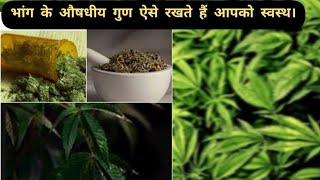 कम मात्रा में भांग का सेवन आपको देता है कितने सारे स्वास्थ फायदे।@health and beauty s with p