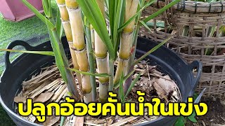 ใช้พื้นที่น้อยปลูกอ้อยคั้นน้ำในเข่ง (Growing sugarcane in bucket) Farm Station