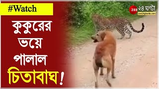 Viral Video: এ কি কাণ্ড! শেষে কিনা কুকুরকে ভয়! কুকুরের ভয়ে পালাল চিতাবাঘ! । ZEE 24 Ghanta