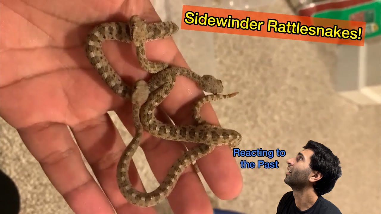 Handful Of BABY Sidewinder Rattlesnakes! (reacting To Past) - YouTube