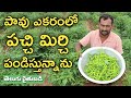 ఏటా రెండు సీజన్లలో పచ్చి మిర్చి పండిస్తున్న | Green Chilli Farmer | రైతు బడి