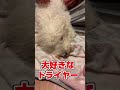 【驚愕】もふもふ犬がお風呂に入るとこうなる