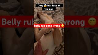 OMG 😳 his face at the end was priceless #labrador #doglove #cutie #funny #scary #belly #pet #face