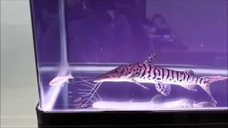 Tiger Shovelnose Catfish Attacks