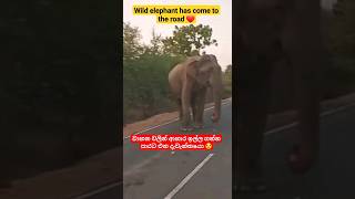 Wild elephant 🐘 ❤️ #shorts #shortsfeed #shortviral #wildelephant #animals
