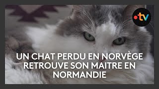 Un chat perdu en Norvège retrouve son maitre en Normandie