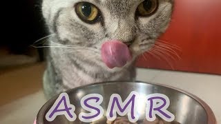 【ASMR治癒的聲音】貓咪吃貓罐罐 / Cat eats canned food