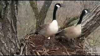 Decorah Eagles~ Geese Pair Visit Nest 2B- Give Warning Alerts-BE Pair At N1 \u0026 Y Branch_5.1.22