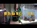 【アクアリウム・水槽リセット】ベタ水槽1号リセットするよ♪　＃３　～外部フィルター設置編～