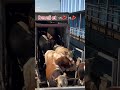 kesime gelen danalar maşallah keşfet cow keşfetteyiz angus shorts shortvideo develiet fyp