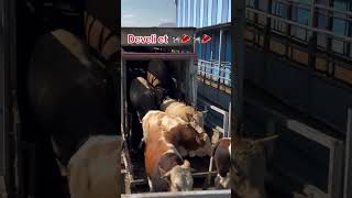 Kesime gelen danalar maşallah#keşfet #cow #keşfetteyiz #angus #shorts #shortvideo #develiet #fyp