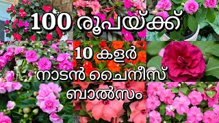 100 രൂപയ്ക്ക് നാടൻ ചൈനീസ്  ബാൽസം #pathumani #plants #plantcare #gardening #pottingmix #nadan #balsam