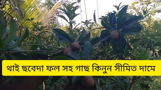 ফলসহ থাই ছবেদা গাছ ক্রয় করুন সীমিত দামে গাছ পেতে যোগাযোগ করুন ০১৭৮০৮৫৫২৮৭