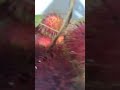 Rambutan Fruits ASMR #asmr #shorts #fruit #oddlysatisfying