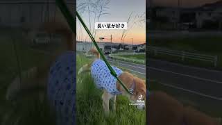 突っ込む。#doggo #ドッグライフ #保護犬を家族に #癒し #愛犬との暮らし #愛犬との生活 #rescuedog #犬のいる生活