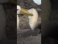 Albatross Grooming | Galápagos Islands | Lindblad Expeditions