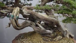 Bonsai Sense 2016의 타임랩스