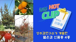 [핫클립] 경북의 신품종 – 비타킹, 알타킹 등 딸기삼총사