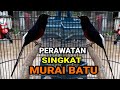 CARA MERAWAT MURAI BATU | TIPS SINGKAT