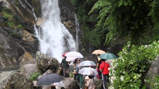 Hydrangea Festival at Mikaeri Falls