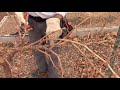 pruning grapevines in arizona flame seedless