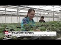 korean strawberries harvested year round are popular overseas