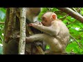 monkey u0026 primates baby abandoned very sweet love care newborn macaque lovely baby monkey nature