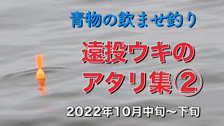 泳がせ釣りでブリ・メジロが見せる豪快なアタリ② 2022年10月中旬〜下旬