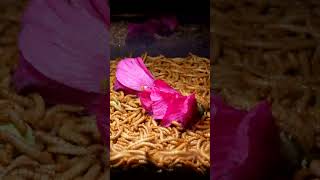 10 000 Mealworms Eating Flower 👀🌺😛