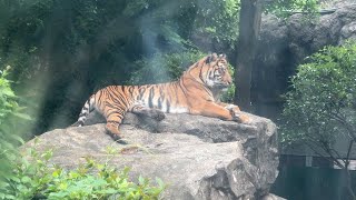 スマトラトラ　2022年6月14日　マニス♀　インダ♀　ブラン♂　ミンピ♀