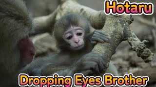 【赤ちゃん・ニホンザル・４K動画】New Dropping Eyes Hotaru