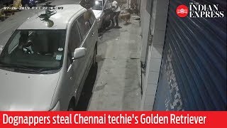 WATCH: Dognappers steal Chennai techie's Golden Retriever