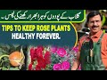 Tips to keep Rose Plants Healthy forever | Gardening With Javed Iqbal