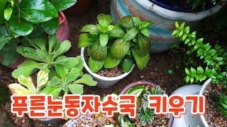 푸른눈동자수국  #키우기