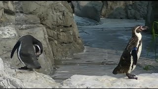 おもしろムービー動物のペンギン！おしりフリフリがかわいい！Penguin to be healed