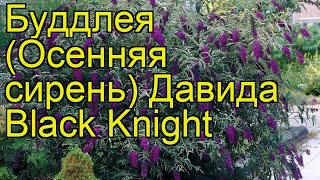 Буддлея давида Блэк Найт (Black Knight). Краткий обзор, описание характеристик, где купить саженцы