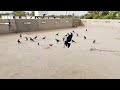 Wonderful sounds crows||call crow for food|| saeed jutto vlogs