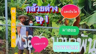 Ep 1 ตะลุยสวนกล้วยด่าง พี่เอฟอาร์ ภาคแรก