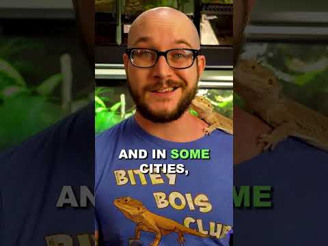 Is it legal to own a Hellbender?