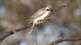 Black-eared Cuckoo