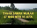 tanah sawah murah luas tanah 1000 meter harga 95 juta lokasi Leuwiliang Bogor