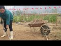 new year s eve giang clears weeds to plant spring taro rabbit care