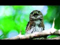 the mighty pygmy owl small but fierce