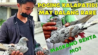MAPAPABILI KA TALAGA PAG GANITO KAGANDA ANG KALAPATI