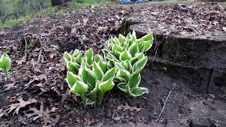 WILD EDIBLES: Hosta. Delicious food in your own backyard. Eating the shoots.